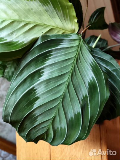 Маранта сильвер бэнд