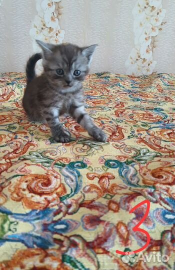 Шотландские котята