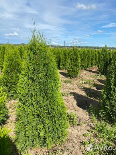 Туя Смарагд 140 см