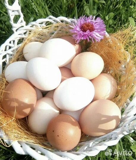 Домашние яйца