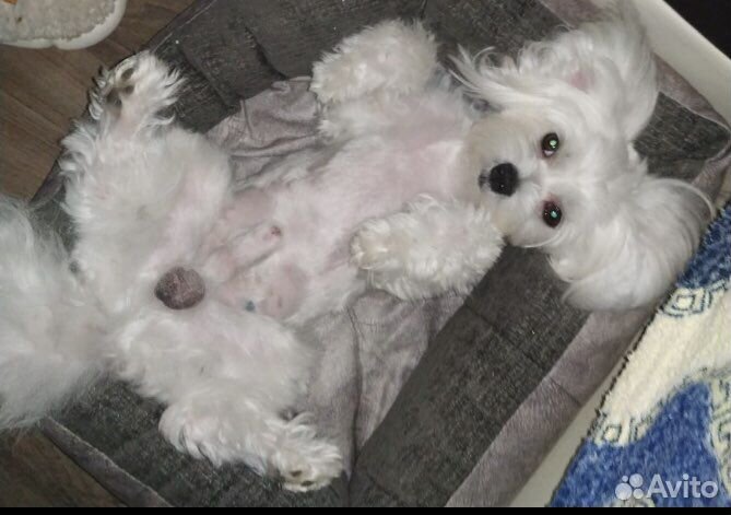 Мальтезе вязка