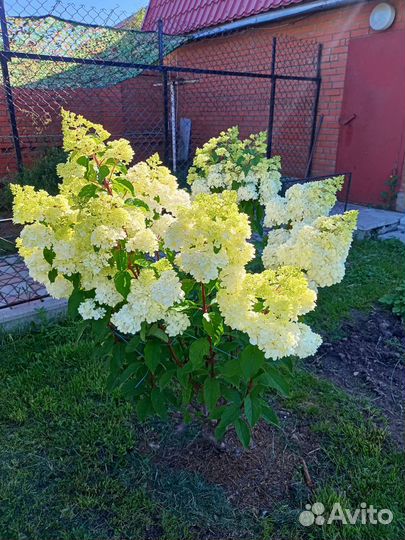 Гортензия метельчатая, древовидная