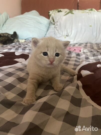 Другие породы