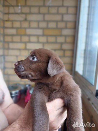 Щенки лабрадора шоколадные