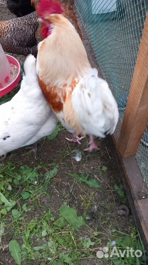 Продам молодых петушков