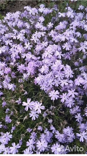 Цветы многолетники