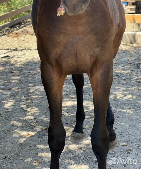 Кабардинский жеребчик