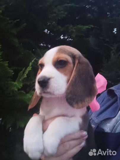 Щенок бигль