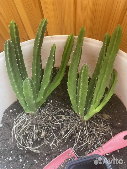 Толстянка (крассула), стапелия, фикус Кинки и др