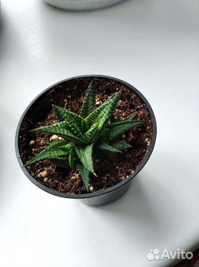 Хавортия Суккулент