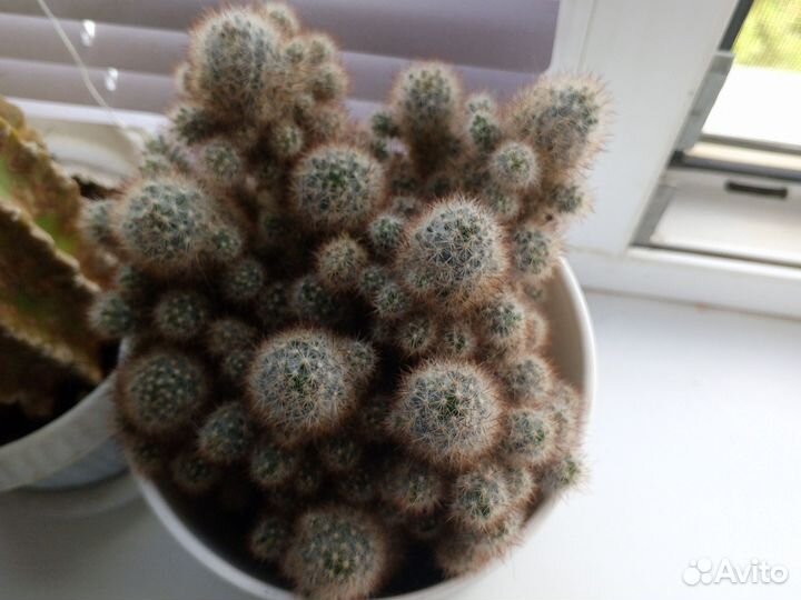 Комнатные цветы