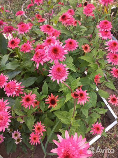 Пурпурная эхинацея Малиновый Трюффель