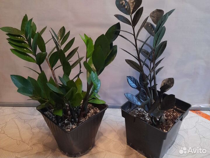 Хамедорея.растения,цветы