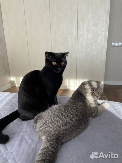 Кошки вислоухие