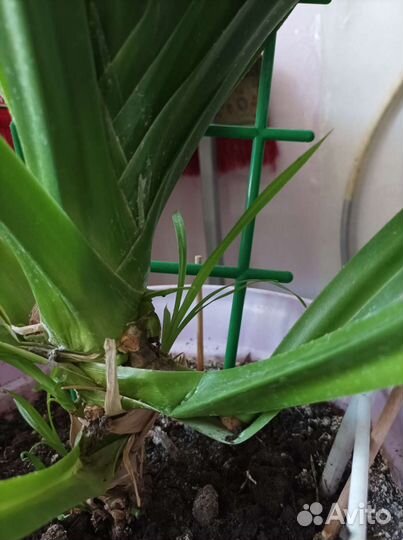 Пандаус отростки