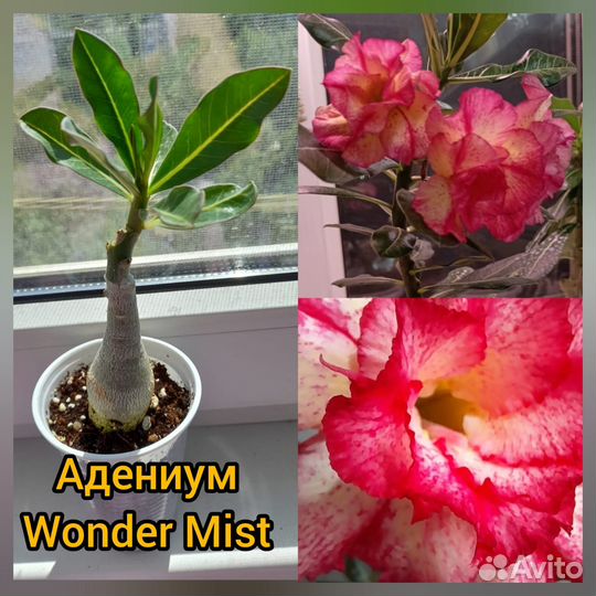Адениум (сортовые прививки)