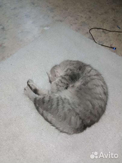 Потерялась кошка