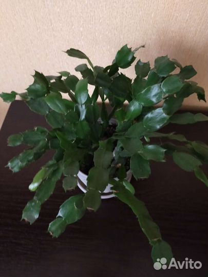 Декабрист шлюмбергера