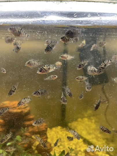 Рыбки цихлиды