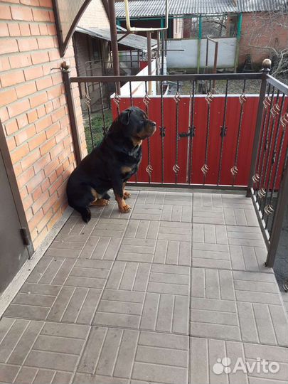 Вязка ротвейлера