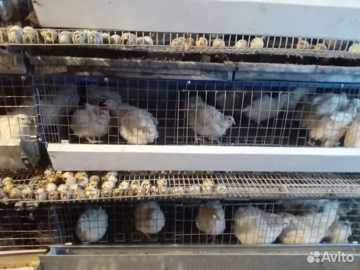 Перепелята