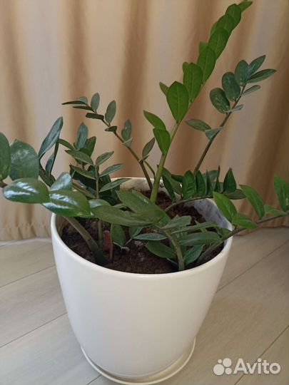 Замиокулькас