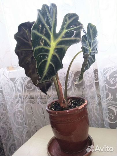 Алоказия Полли