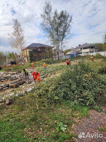 Спилить, удалить деревья, расчистка участка