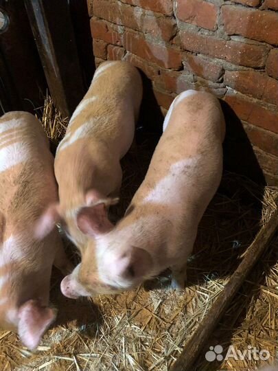 С/х животные