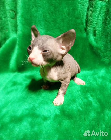 Донской сфинкс котята