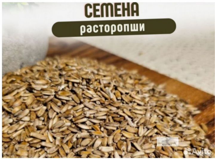 Расторопша семена новые