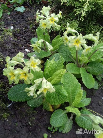 Многолетние растения для сада