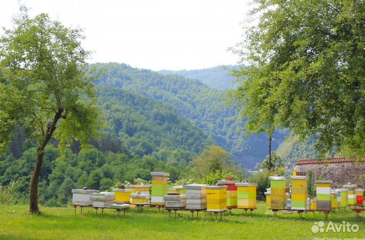 Мед натуральный из Алтая оптом