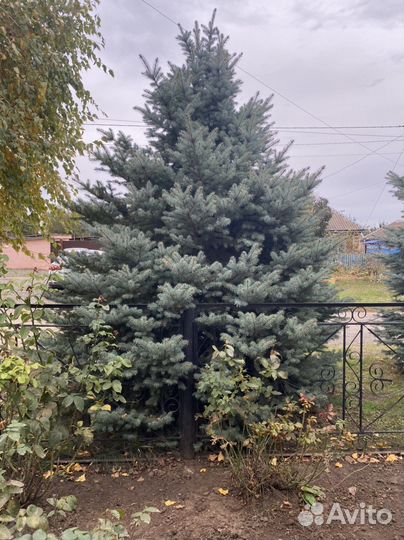 Ель голубая