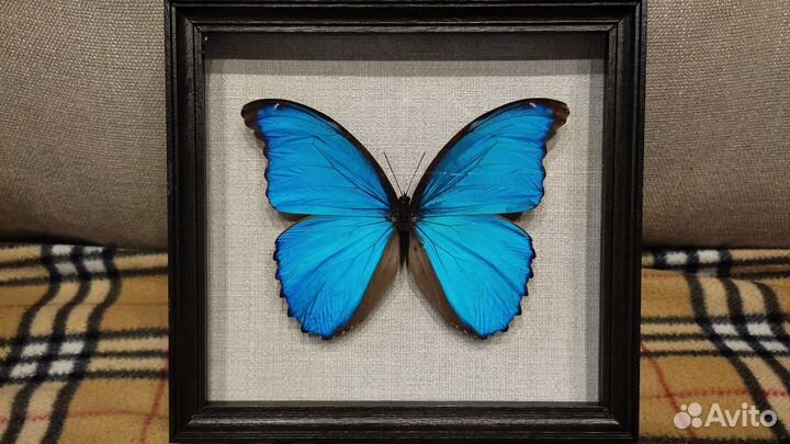 Бабочка в рамке Morpho didius (сувенир, подарок)