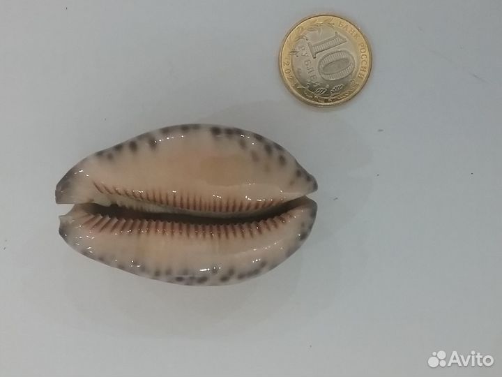 Всякое разное сувенирное