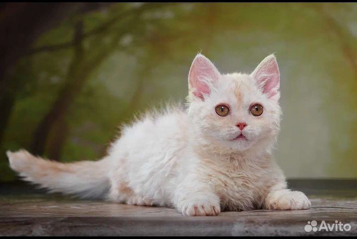 Нежный ламбкинчик