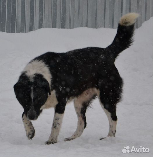 Рич ищет дом