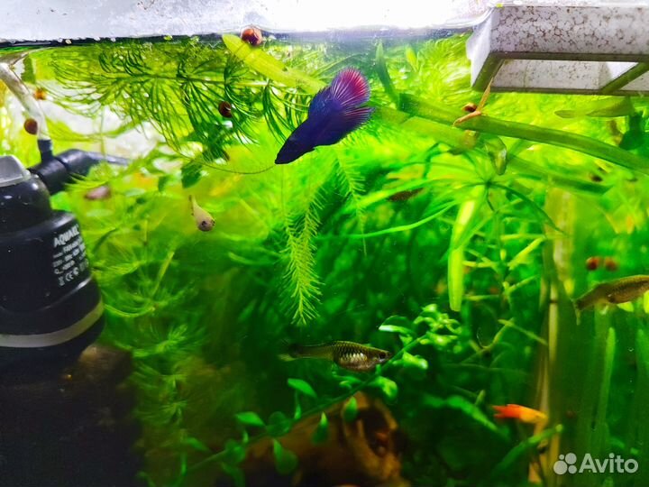 Рыбка петушок молодь