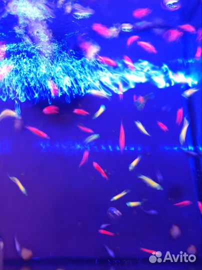 Тернеция гло