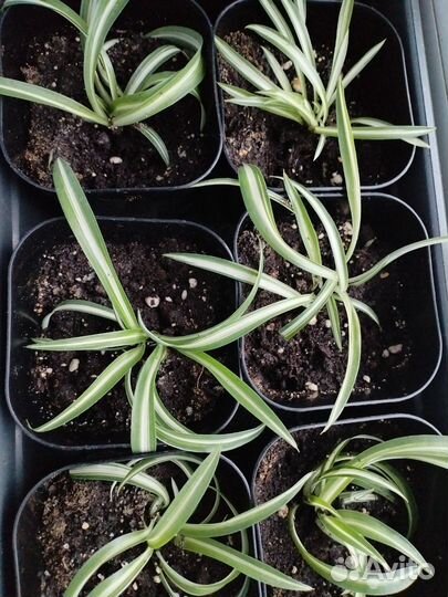 Отростки хлорофитума