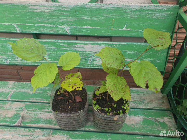 Искусственный орех