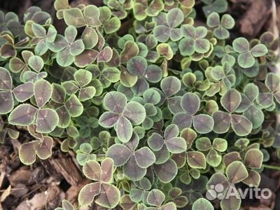 Клевер ползучий ‘Purpurascens Quadrifolium’