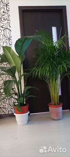 Крупные интерьерные растения