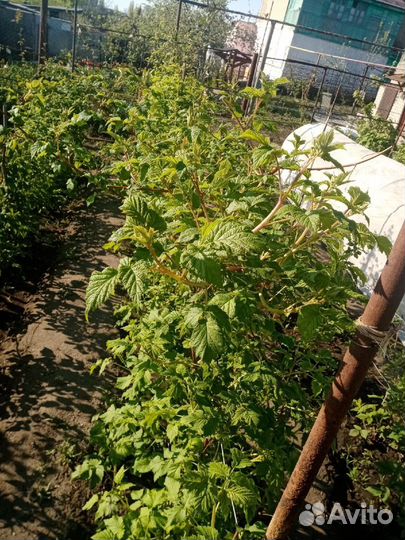 Саженцы малины мапема, полонез, энросадира