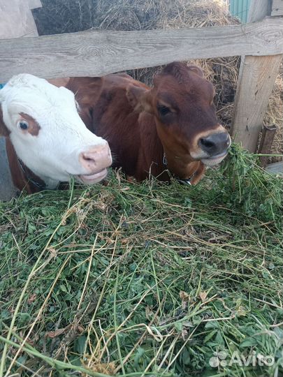 Продам телку 5 мес