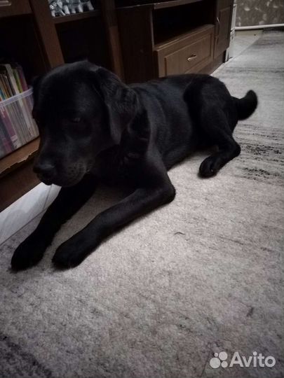 Лабрадор для вязки