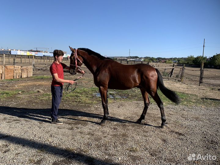 Жеребец рысак 2,5