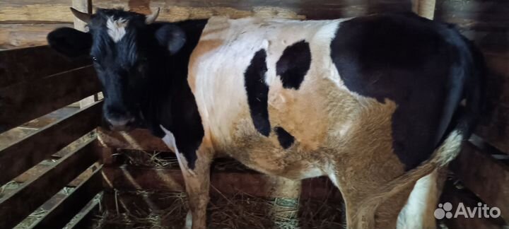 Стельная телка