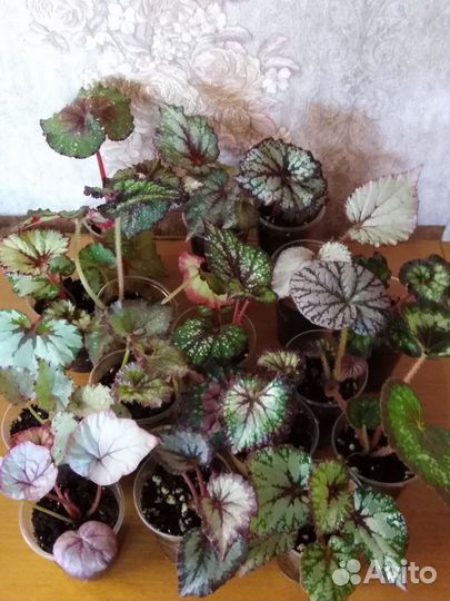 Бегония декоративно лиственная